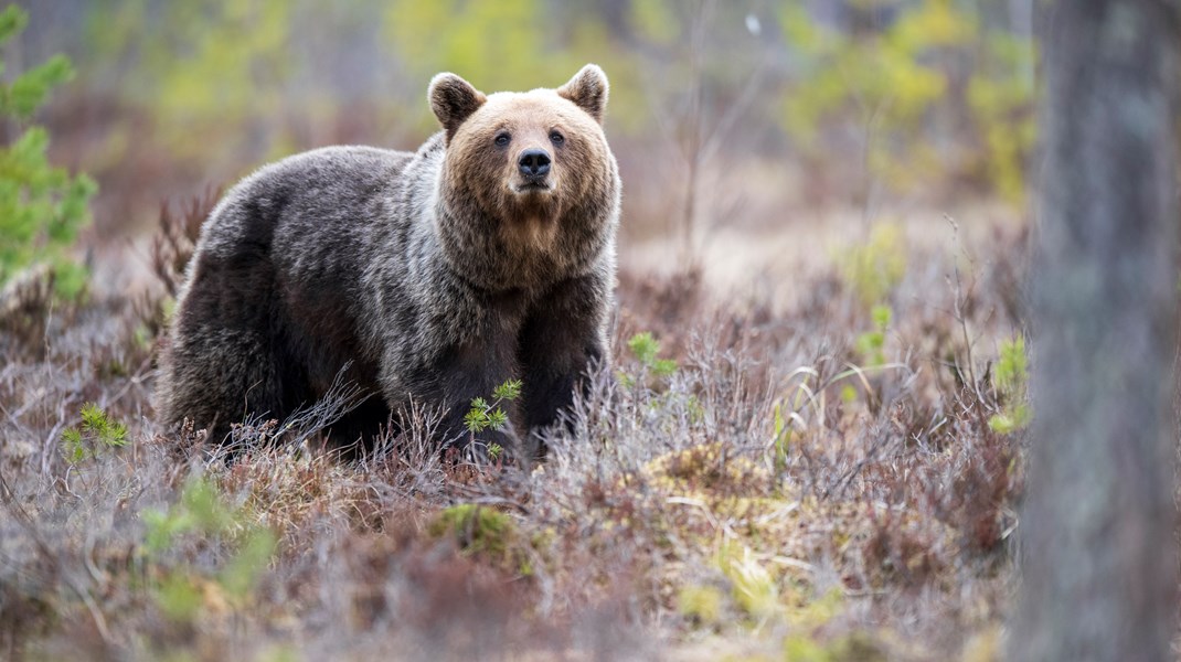 Björnjakt i Jämtland ska upp på högsta nivå Altinget Miljö och Energi