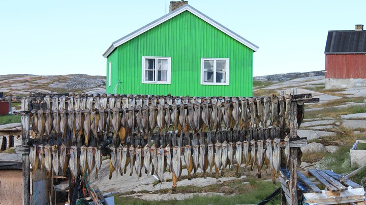 Dried fish, Greenland.