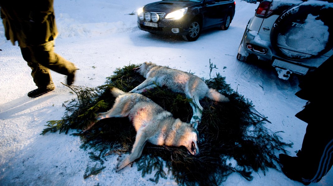 Varg och stenmård i regeringens kikarsikte - Altinget